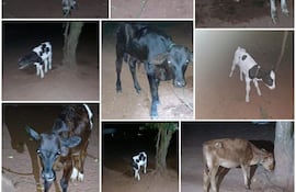 Recuperan siete vacunos denunciados como robados y detienen a presunto abigeo en operativo fiscal-policial en San Pedro.