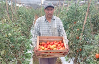 El productor Herminio Escobar, mostrando sus tomates de primera calidad que venderá a muy bajo precio.
