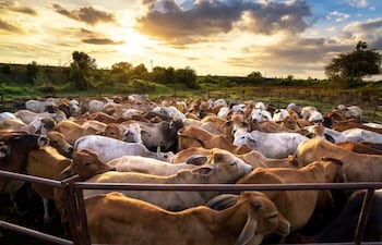 Desde hace años el hato ganadero viene reduciéndose.