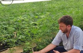 Un técnico de la “Biofábrica Misiones” explica el proceso de cultivo y procesamiento de la planta de cannabis, de cuyas flores se extrae el aceite medicinal.