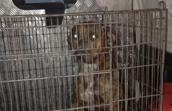 La Policía confiscó uno de los perros de la raza Pitbull que atacó a dos vecinos en el barrio San Rafael de Mariano Roque Alonso, tras detener a su dueño y allanar su vivienda.
