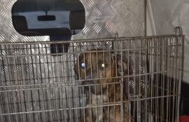 La Policía confiscó uno de los perros de la raza Pitbull que atacó a dos vecinos en el barrio San Rafael de Mariano Roque Alonso, tras detener a su dueño y allanar su vivienda.