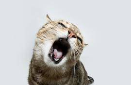 Gato maullando, imagen ilustrativa.