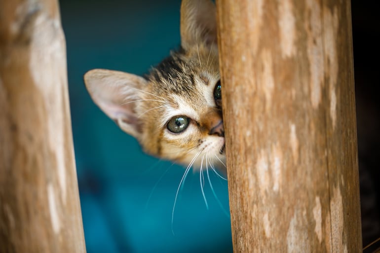 Gato escondido.