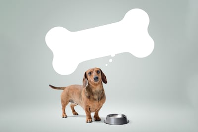 Perro salchicha pensando en comida.