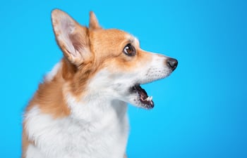 Perro corgi.