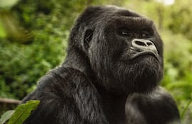 Captura de "Una historia de gorilas narrada por David Attenborough", disponible en Netflix.