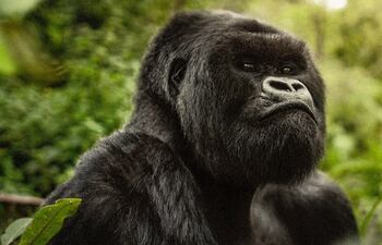 Captura de "Una historia de gorilas narrada por David Attenborough", disponible en Netflix.