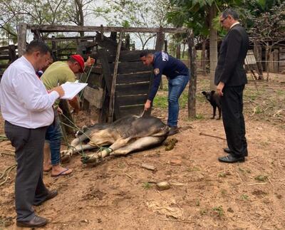 La comitiva fiscal procede a la verificación de uno de los animales recuperados del poder del detenido.
