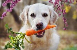Es recomendable que los perros coman zanahorias, una excelente fuente de vitamina A, potasio y fibra.
