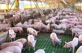 Productores señalaron que la carne de cerdo es fuente de proteínas, vitaminas del complejo B, hierro y grasas saludables.