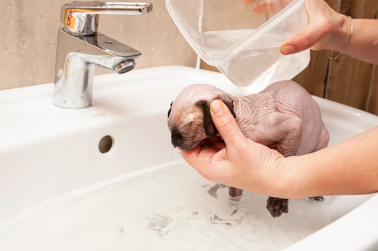 Gatos sphynx en pleno baño.