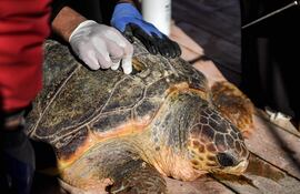 Especialistas marinos atienden a una tortuga marina en una barcaza de cuidado en la isla Kerkennah de Túnez, la única en el Mediterráneo.