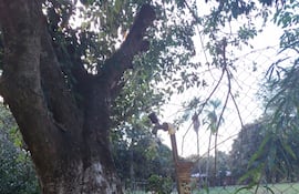 Ayolas