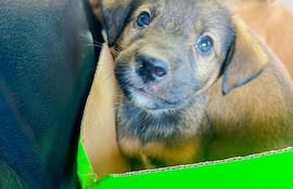 En las diversas intervenciones funcionarios municipales encuentran perros y gatos en situación de abandono.