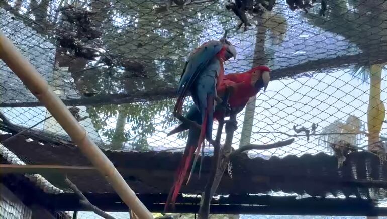 Video: así fue el emotivo reencuentro de Romeo y Julieta, los guacamayos más famosos de Encarnación