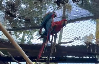 El emotivo reencuentro de Romeo y Julieta, los guacamayos más famosos de Encarnación