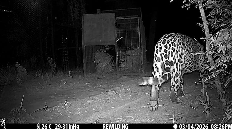 Dos nuevos yaguaretés machos reavivan la esperanza de una población estable en El Impenetrable, Chaco, Argentina.