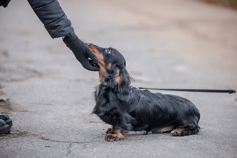 Perro salchicha o dachshund.
