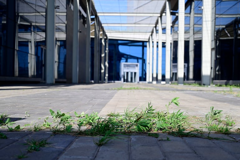 Pavimento de losa cubierto de hierbas en un espacio exterior, con grandes estructuras de vidrio al fondo.
