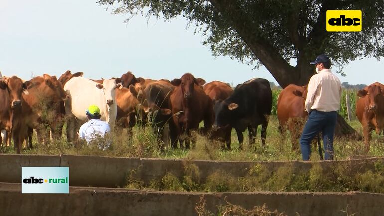 Abc Rural Video: Ganadero debe ver a la agricultura como su aliada - ABC Rural ...