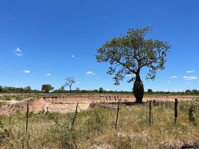 La prolongada sequía agota con frecuencia las fuentes de agua, como tajamares.