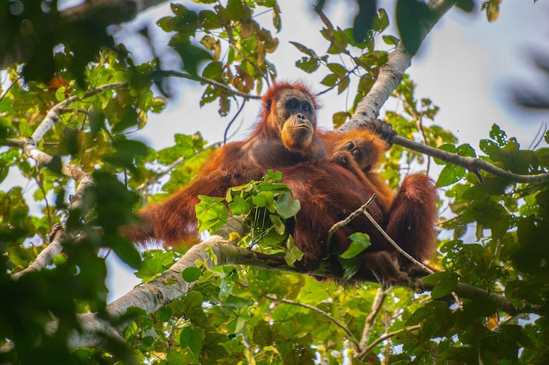 Esta fotografía sin fecha, tomada por el Centro de Información del Orangután y difundida el 10 de junio de 2026, muestra orangutanes de Tapanuli sobre un árbol en el bosque de Batang Toru, en Sumatra del Norte, Indonesia. Según informaron científicos el 10 de junio, deslizamientos de tierra provocados por el cambio climático acabaron con casi uno de cada diez ejemplares restantes de la especie de gran simio más rara del mundo en la isla de Sumatra, Indonesia.