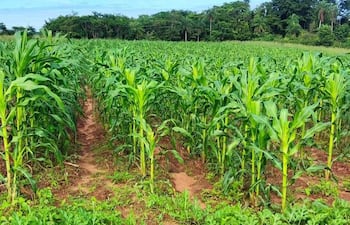 Campo de maíz de un metro de altura, con cielo despejado y suelo marrón y verde, en ambiente abierto.