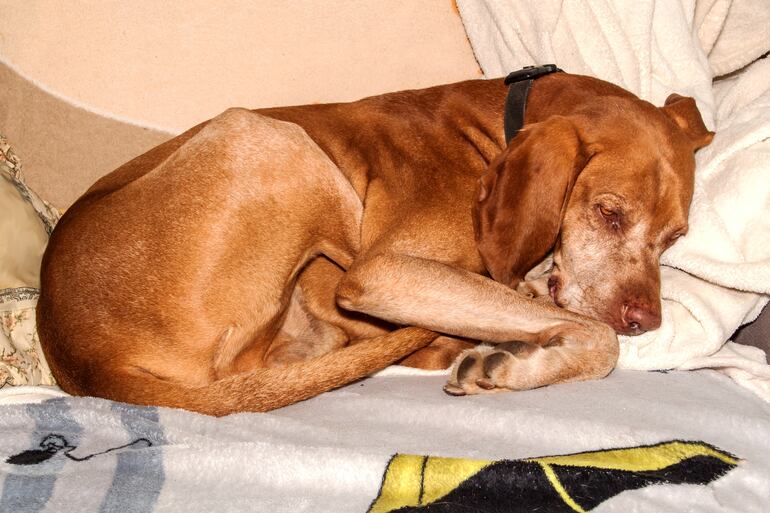 Perro de edad avanzada, imagen ilustrativa.