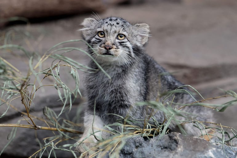 Una cría de gato de Pallas, una especie considerada el felino vivo más antiguo del mundo, es vista en su recinto del Kobe Animal Kingdom, en Kobe, Japón, el 27 de julio de 2026.