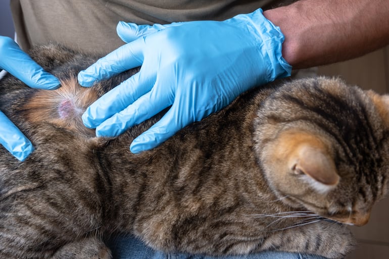 Concepto de alopecia en gatos.