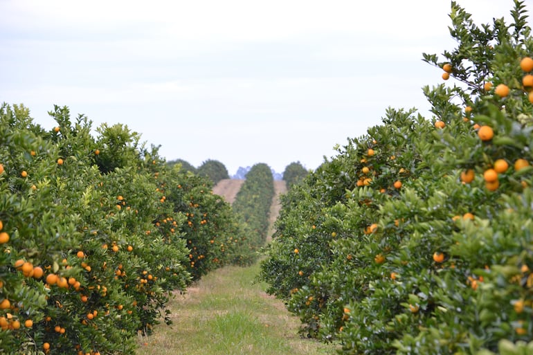 Plantaciones del Grupo Kress.