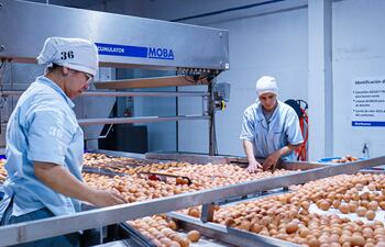 Implementar procesos de mejora continua, desde la gestión en galpones, la selección de huevos, la logística y la trazabilidad digital, son solo algunos aspectos que Nutrihuevos tiene en cuenta.