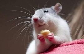 En los últimos tiempos a aumentado su popularidad como mascotas de compañía. Existe una variedad de ratas de compañía, siendo los más populares el Rex Blanco y el Capuchino.