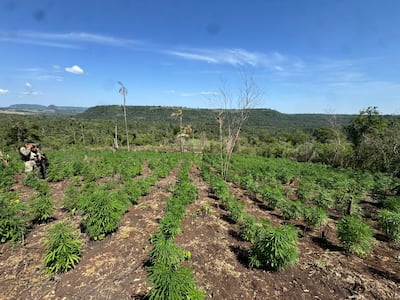 Senad saca de circulación casi 40 toneladas de marihuana en el Parque Nacional de Caazapá.