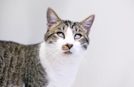 Síndrome de Haw en gatos.