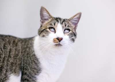 Síndrome de Haw en gatos.