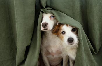 Perros sensibles al ruido.