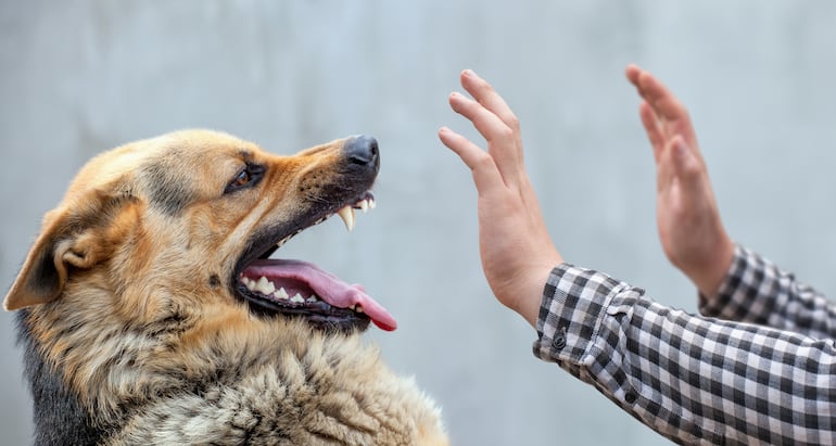 Concepto de perro agresivo.