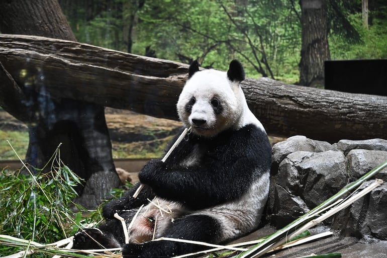El panda gigante Lei Lei come bambú en el Zoológico de Ueno, en Tokio, Japón, el 25 de enero de 2026.