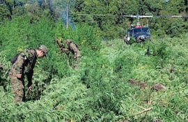 Efectivos del Departamento Antinarcóticos eliminaron cuatro parcelas de marihuana en el primer día de Interitus II.