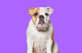 Bulldog inglés.