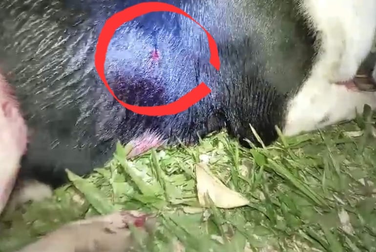 La herida sufrida por Aquiles el indefenso animal
