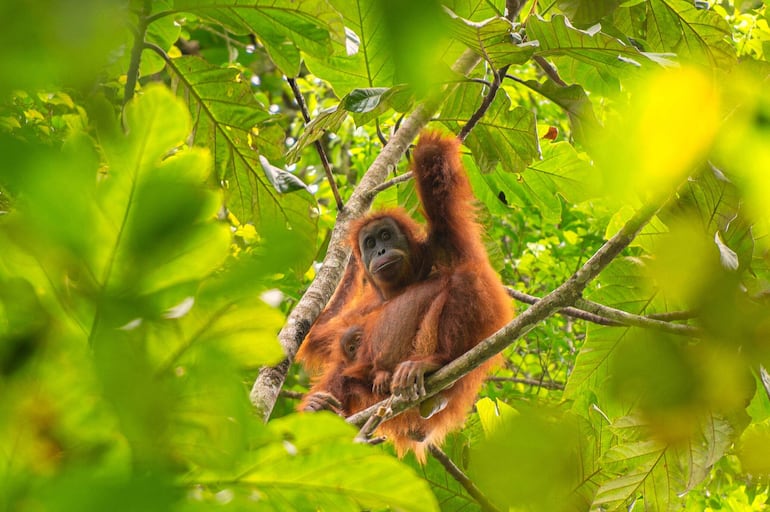 Impacto devastador: orangutanes en peligro por deslizamientos de tierra - Ciencia