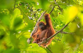 Esta fotografía sin fecha, tomada por el Centro de Información del Orangután y difundida el 10 de junio de 2026, muestra orangutanes de Tapanuli sobre un árbol en el bosque de Batang Toru, en Sumatra del Norte, Indonesia. Según informaron científicos el 10 de junio, deslizamientos de tierra provocados por el cambio climático acabaron con casi uno de cada diez ejemplares restantes de la especie de gran simio más rara del mundo en la isla de Sumatra.