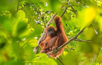 Esta fotografía sin fecha, tomada por el Centro de Información del Orangután y difundida el 10 de junio de 2026, muestra orangutanes de Tapanuli sobre un árbol en el bosque de Batang Toru, en Sumatra del Norte, Indonesia. Según informaron científicos el 10 de junio, deslizamientos de tierra provocados por el cambio climático acabaron con casi uno de cada diez ejemplares restantes de la especie de gran simio más rara del mundo en la isla de Sumatra.