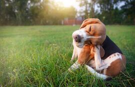 Perro de raza Beagle se rasca la cabeza.