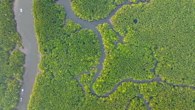 Vista aérea de un bosque de manglares.