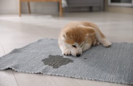 Cachorro y manchas de orina dentro de la casa.