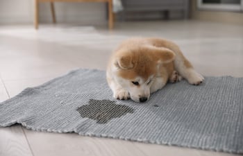 Cachorro y manchas de orina dentro de la casa.
